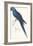 Hyacinthine Parakeet-Edward Lear-Framed Premium Giclee Print