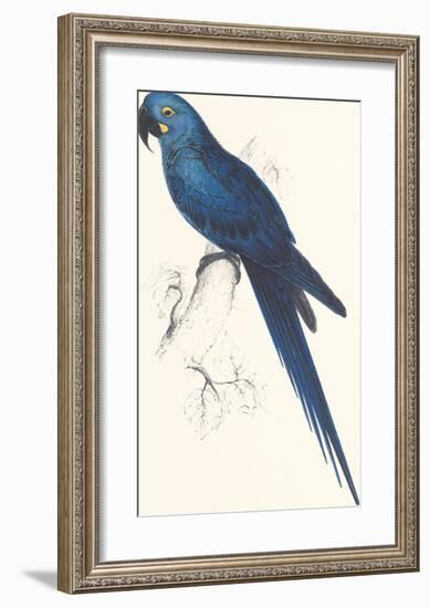 Hyacinthine Parakeet-Edward Lear-Framed Premium Giclee Print