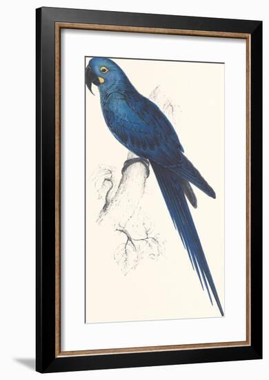 Hyacinthine Parakeet-Edward Lear-Framed Premium Giclee Print