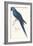 Hyacinthine Parakeet-Edward Lear-Framed Premium Giclee Print