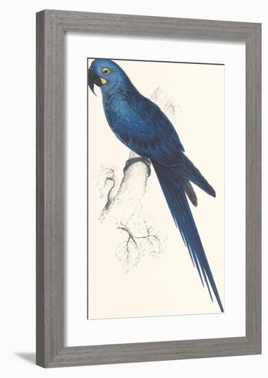 Hyacinthine Parakeet-Edward Lear-Framed Premium Giclee Print