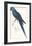 Hyacinthine Parakeet-Edward Lear-Framed Premium Giclee Print