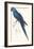 Hyacinthine Parakeet-Edward Lear-Framed Premium Giclee Print