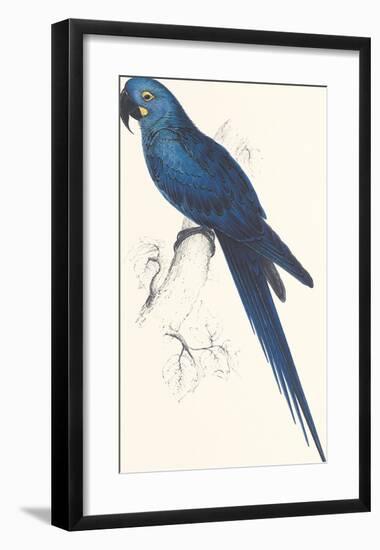 Hyacinthine Parakeet-Edward Lear-Framed Premium Giclee Print