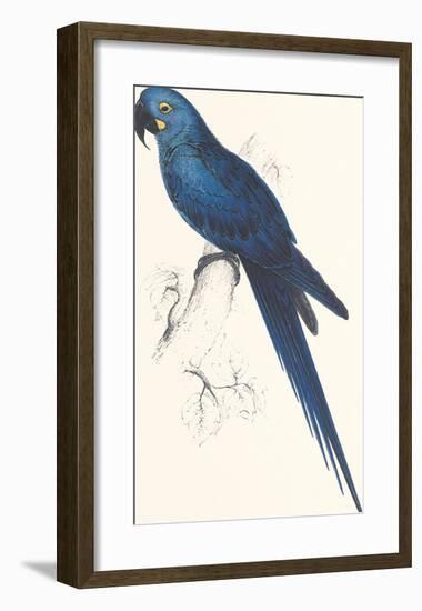 Hyacinthine Parakeet-Edward Lear-Framed Premium Giclee Print