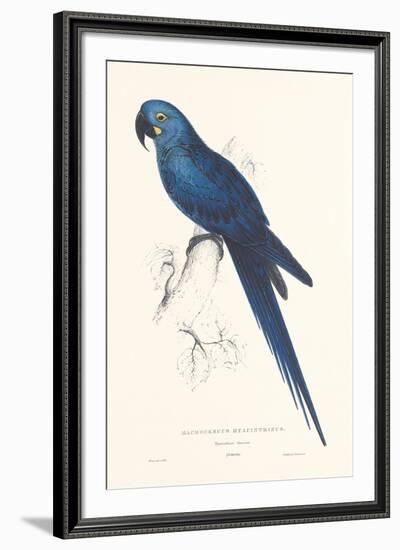 Hyacinthine Parakeet-Edward Lear-Framed Giclee Print