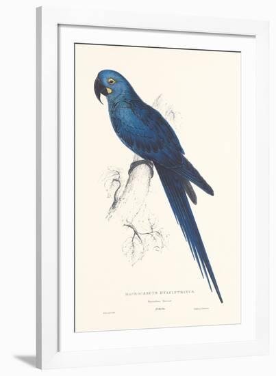 Hyacinthine Parakeet-Edward Lear-Framed Giclee Print