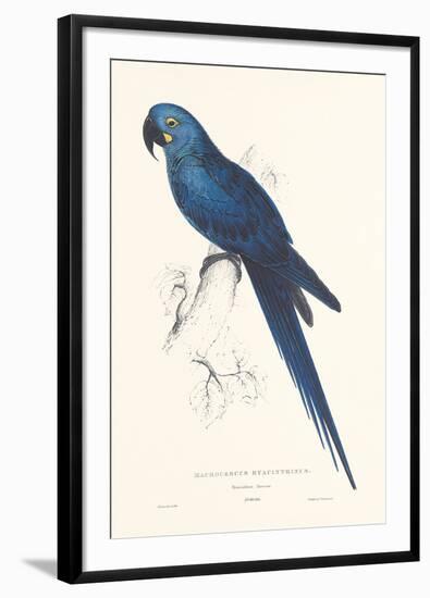 Hyacinthine Parakeet-Edward Lear-Framed Giclee Print
