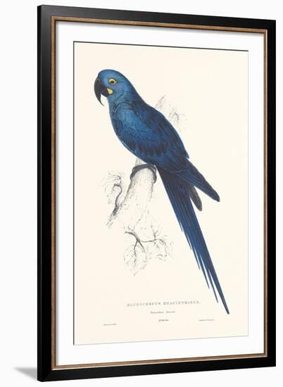 Hyacinthine Parakeet-Edward Lear-Framed Giclee Print