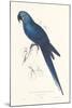 Hyacinthine Parakeet-Edward Lear-Mounted Giclee Print