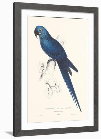 Hyacinthine Parakeet-Edward Lear-Framed Giclee Print