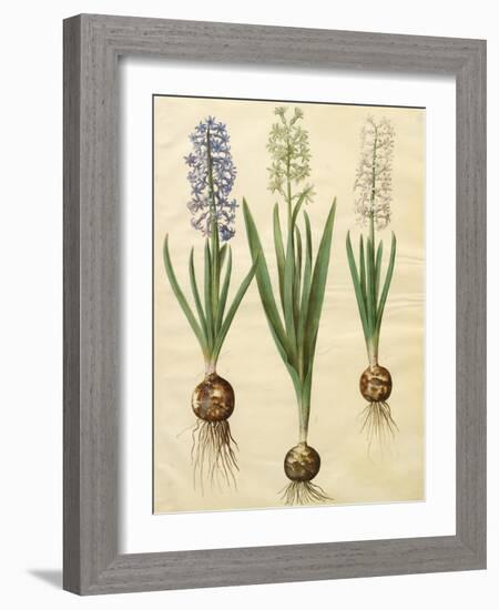 Hyacinthoides Orientalis from the Album Gottorfer Codex, c.1650-Hans Simon Holtzbecher-Framed Giclee Print