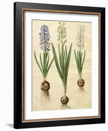 Hyacinthoides Orientalis from the Album Gottorfer Codex, c.1650-Hans Simon Holtzbecher-Framed Giclee Print