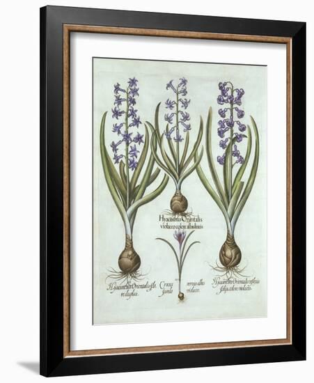 Hyacinths and an Autumn Crocus, from 'Hortus Eystettensis', by Basil Besler (1561-1629), Pub. 1613-German School-Framed Giclee Print