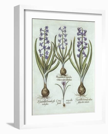 Hyacinths and an Autumn Crocus, from 'Hortus Eystettensis', by Basil Besler (1561-1629), Pub. 1613-German School-Framed Giclee Print