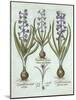 Hyacinths and an Autumn Crocus, from 'Hortus Eystettensis', by Basil Besler (1561-1629), Pub. 1613-German School-Mounted Giclee Print