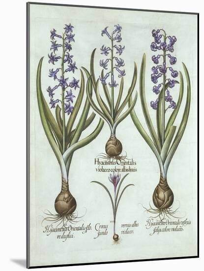 Hyacinths and an Autumn Crocus, from 'Hortus Eystettensis', by Basil Besler (1561-1629), Pub. 1613-German School-Mounted Giclee Print