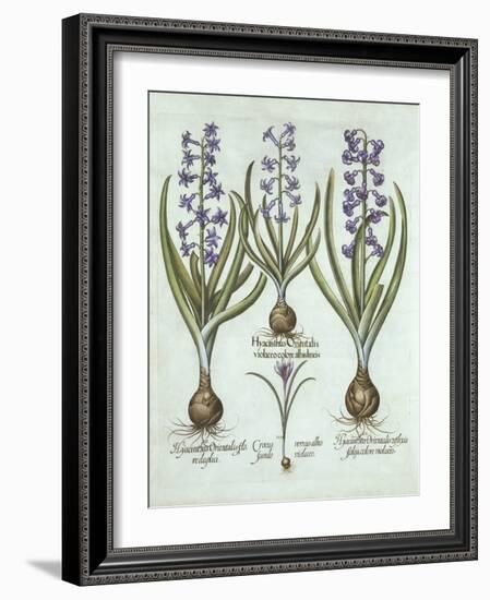 Hyacinths and an Autumn Crocus, from 'Hortus Eystettensis', by Basil Besler (1561-1629), Pub. 1613-German School-Framed Giclee Print