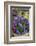 Hyacinths in flower, Norfolk, UK-Ernie Janes-Framed Photographic Print