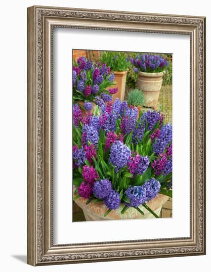 Hyacinths in flower, Norfolk, UK-Ernie Janes-Framed Photographic Print