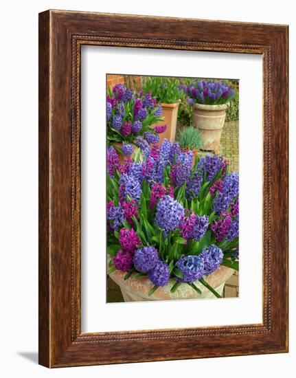 Hyacinths in flower, Norfolk, UK-Ernie Janes-Framed Photographic Print