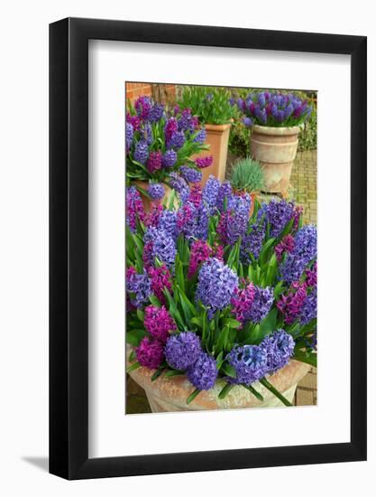 Hyacinths in flower, Norfolk, UK-Ernie Janes-Framed Photographic Print