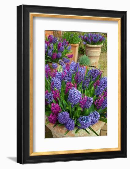 Hyacinths in flower, Norfolk, UK-Ernie Janes-Framed Photographic Print