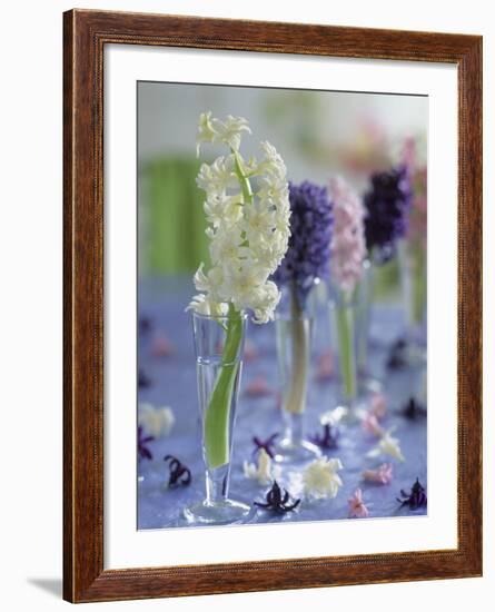 Hyacinths in Glasses as Table Decoration-Friedrich Strauss-Framed Photographic Print