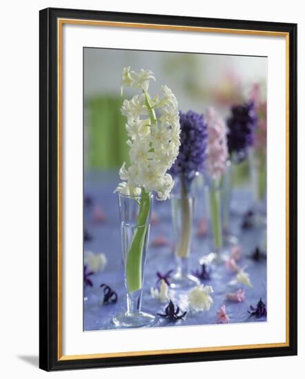 Hyacinths in Glasses as Table Decoration-Friedrich Strauss-Framed Photographic Print
