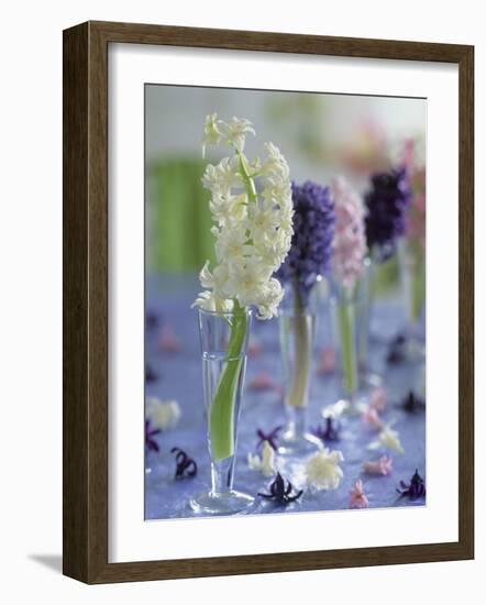 Hyacinths in Glasses as Table Decoration-Friedrich Strauss-Framed Photographic Print