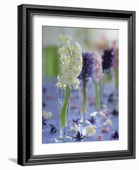 Hyacinths in Glasses as Table Decoration-Friedrich Strauss-Framed Photographic Print