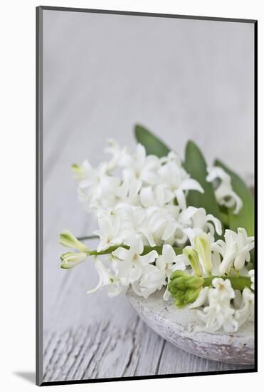 Hyacinths, White, Spring Flowers, Blossoms, Stone Bowl-Andrea Haase-Mounted Photographic Print