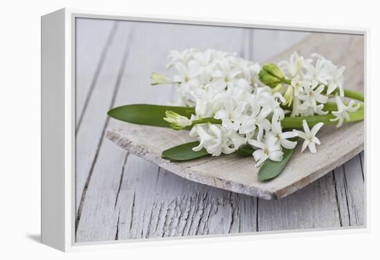 Hyacinths, White, Spring Flowers, Blossoms, Wooden Bowl-Andrea Haase-Framed Premier Image Canvas