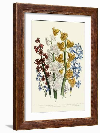 Hyacinths-null-Framed Giclee Print