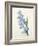 Hyacinthus Orientalis (Common Hyacinth), Engraved by Victor, from 'Choix Des Plus Belles Fleurs',…-Pierre-Joseph Redouté-Framed Giclee Print