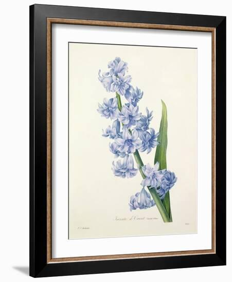 Hyacinthus Orientalis (Common Hyacinth), Engraved by Victor, from 'Choix Des Plus Belles Fleurs',…-Pierre-Joseph Redouté-Framed Giclee Print