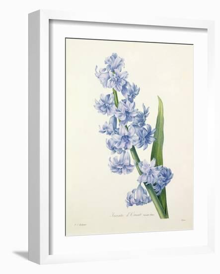 Hyacinthus Orientalis (Common Hyacinth), Engraved by Victor, from 'Choix Des Plus Belles Fleurs',…-Pierre-Joseph Redouté-Framed Giclee Print