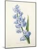 Hyacinthus Orientalis (Common Hyacinth), Engraved by Victor, from 'Choix Des Plus Belles Fleurs',…-Pierre-Joseph Redouté-Mounted Giclee Print