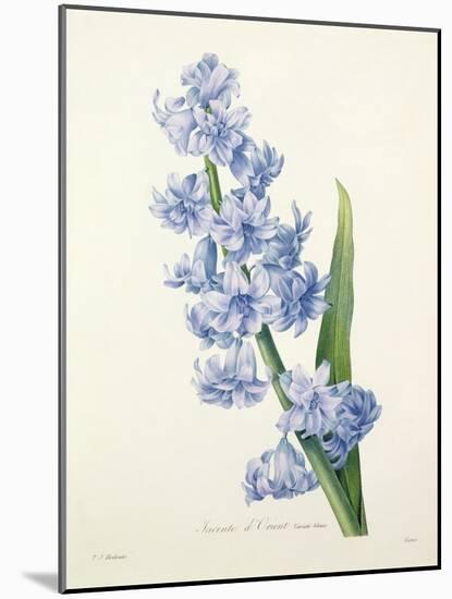 Hyacinthus Orientalis (Common Hyacinth), Engraved by Victor, from 'Choix Des Plus Belles Fleurs',…-Pierre-Joseph Redouté-Mounted Giclee Print