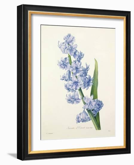 Hyacinthus Orientalis (Common Hyacinth), Engraved by Victor, from 'Choix Des Plus Belles Fleurs',…-Pierre-Joseph Redouté-Framed Giclee Print