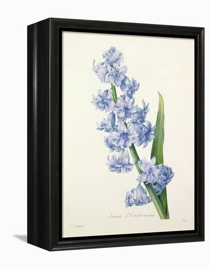 Hyacinthus Orientalis (Common Hyacinth), Engraved by Victor, from 'Choix Des Plus Belles Fleurs',…-Pierre-Joseph Redouté-Framed Premier Image Canvas