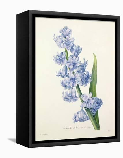 Hyacinthus Orientalis (Common Hyacinth), Engraved by Victor, from 'Choix Des Plus Belles Fleurs',…-Pierre-Joseph Redouté-Framed Premier Image Canvas