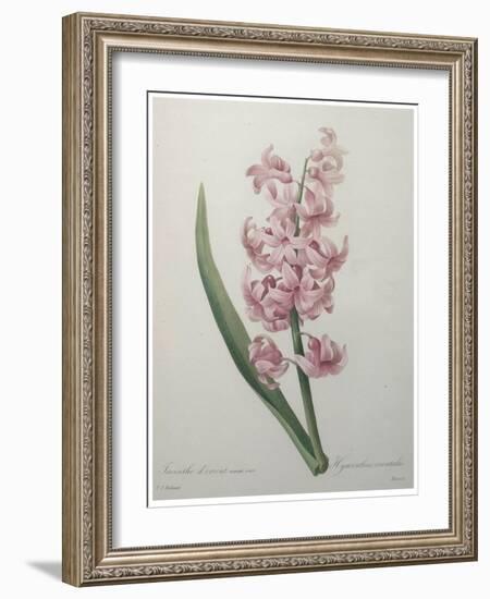 Hyacinthus Orientalis-Pierre-Joseph Redoute-Framed Art Print