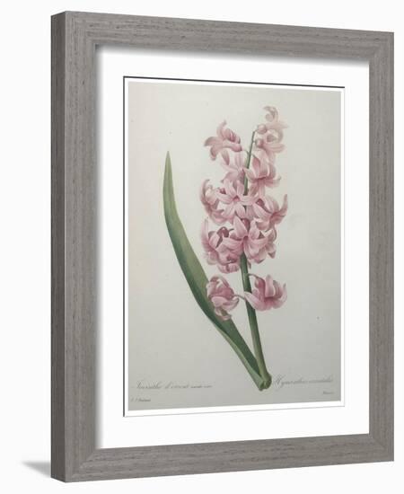 Hyacinthus Orientalis-Pierre-Joseph Redoute-Framed Art Print