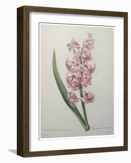 Hyacinthus Orientalis-Pierre-Joseph Redoute-Framed Art Print