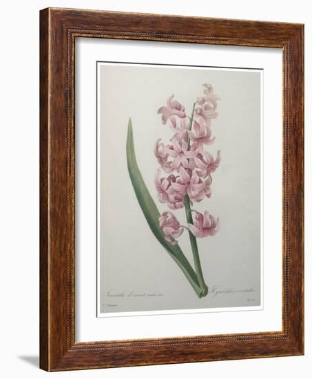 Hyacinthus Orientalis-Pierre-Joseph Redoute-Framed Art Print