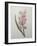 Hyacinthus Orientalis-Pierre-Joseph Redoute-Framed Art Print