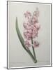 Hyacinthus Orientalis-Pierre-Joseph Redoute-Mounted Art Print