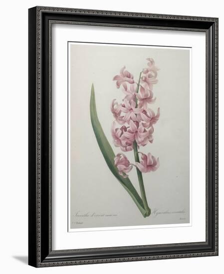 Hyacinthus Orientalis-Pierre-Joseph Redoute-Framed Art Print