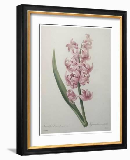 Hyacinthus Orientalis-Pierre-Joseph Redoute-Framed Art Print